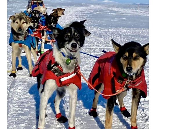 Running the Iditarod- A Story of Perseverance4.jpeg